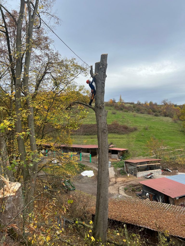 Gefahrenbaumfällung FreyCon